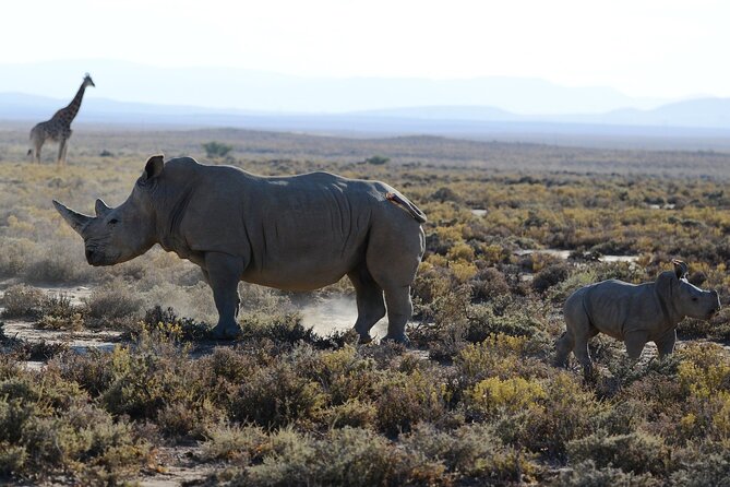Tarangire and Ngorongoro Crater 3-Day Private Safari From Arusha - Tour Overview