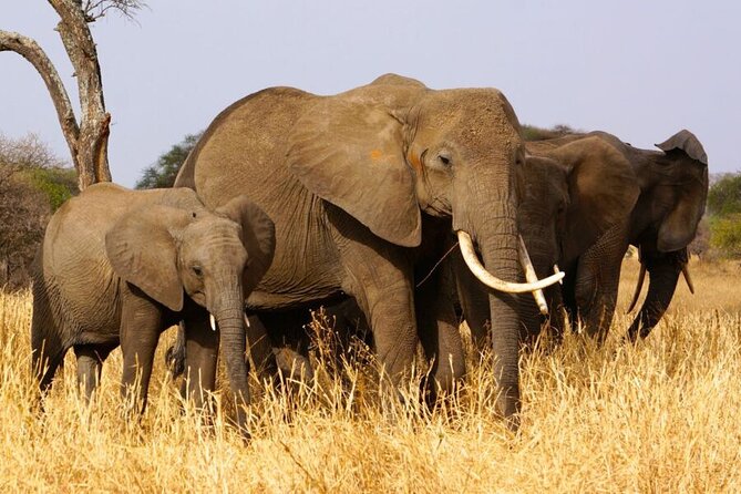 Tarangire Budget Full Day Tour From Arusha