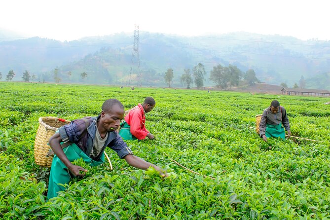 Tea and Coffee Tours