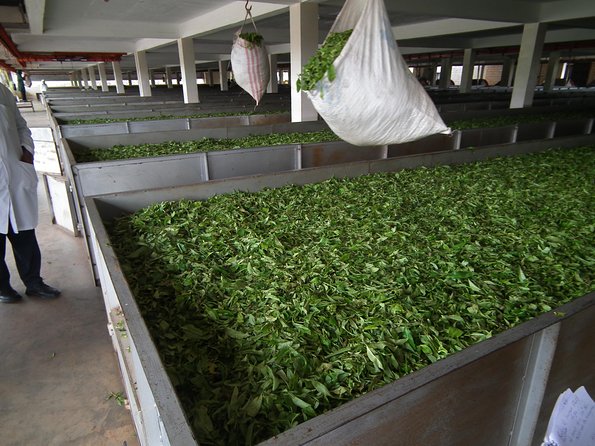 Tea Farm Tour: Kiambethu Tea