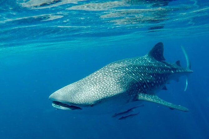 The Jewel of Muscat Sea, Daymaniyat Islands - What to Expect