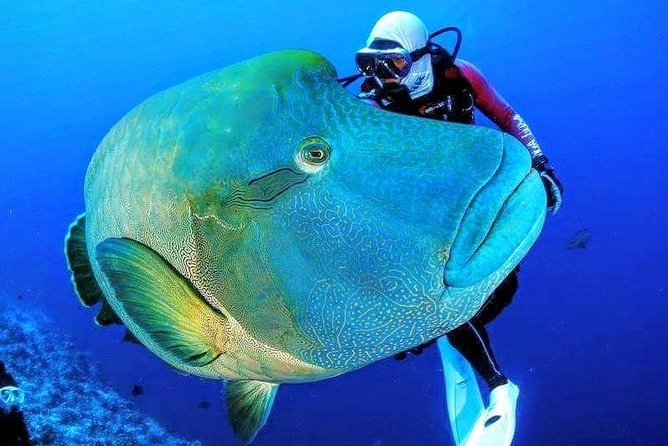 Tiran Island Tour By Boat From Sharm El-Sheikh - Itinerary Details