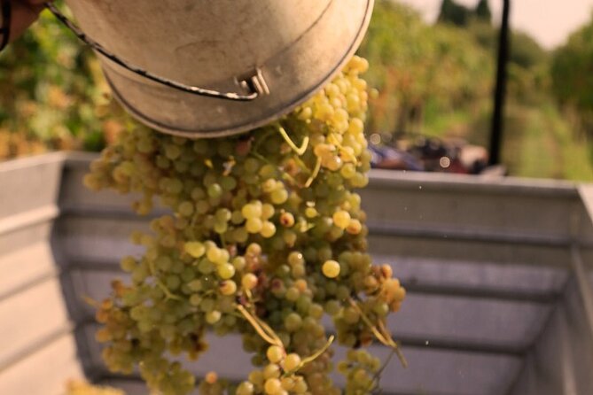 Tour and Tasting of Sparkling Wines in Valeggio - Tour Overview