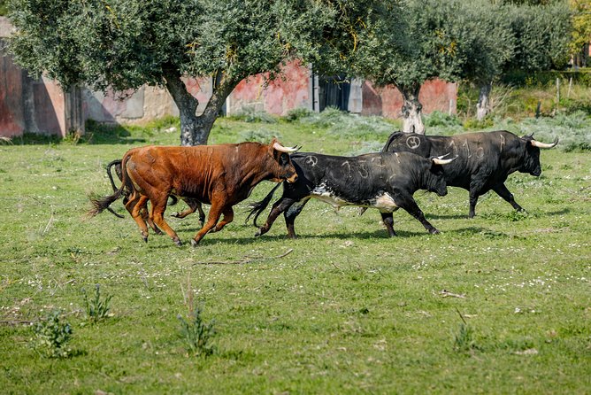 Tour Between Bulls in Lezíria - Meeting Point Information