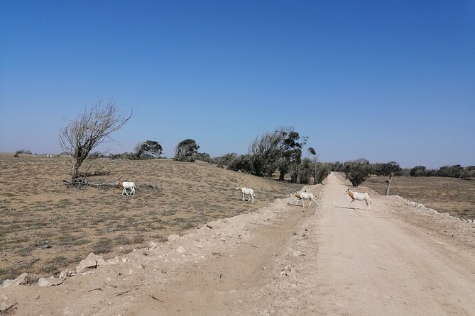 Tour to National Park in the South of Agadir