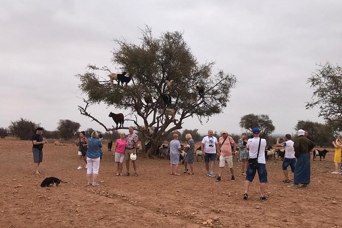 Tree-climbing Goats in Agadir