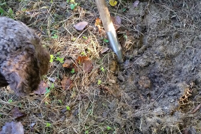 Truffle Hunting in Tuscany: Private Shore Excursion From Livorno Port - Inclusions