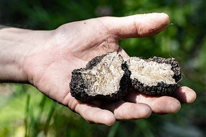 Truffle Hunting Umbria Including Truffle Breakfast