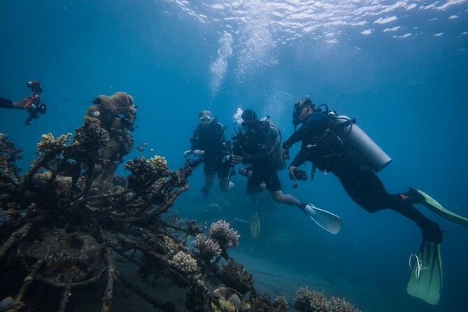 Try Dive Program in the Biorock Pemuteran - Program Overview
