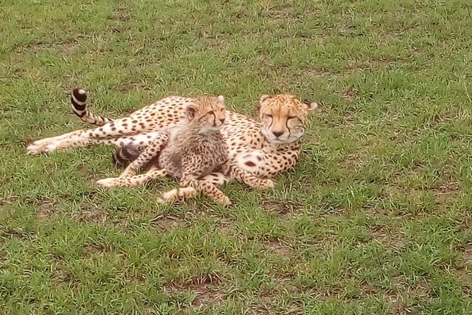 Tsavo East & West, Amboseli 5days From Mombasa - Itinerary Overview