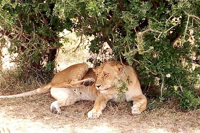 Tsavo National Park Day Trip From Mombasa - Tour Overview