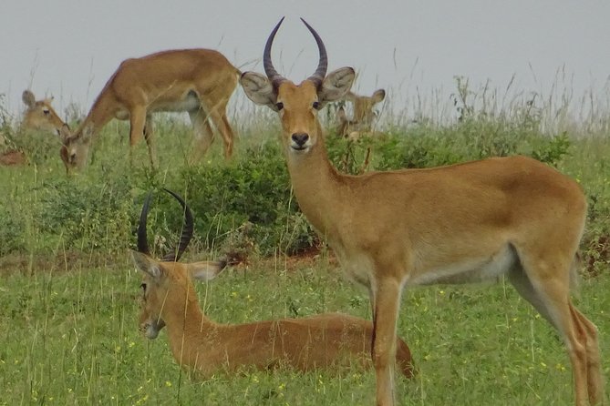 Twelve Days Amazing Tour in Uganda