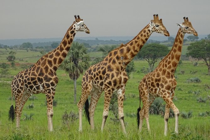 Two Days Sipi Falls and Pian Upe Nataional Game Reserve in Uganda - Accommodation and Meals Included