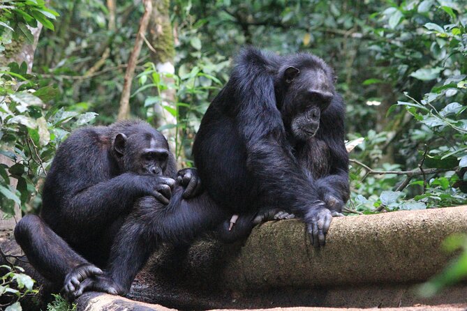 Uganda Gorilla Safari