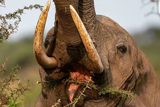 Unforgettable Safari Package With Luxury Experience