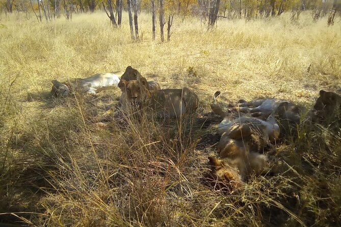 Victoria Falls Safari Tour Full Day