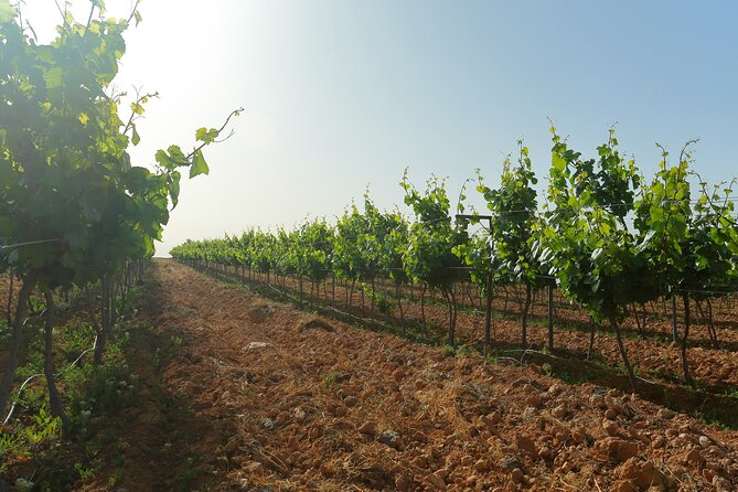 Vineyard Tour in Al Mafraq Governorate - Inclusions