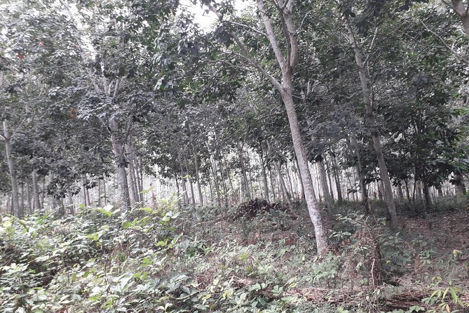 Visit Cocoa & Rubber Plantation-Traditional Ivoirian Village With Local Lunch!