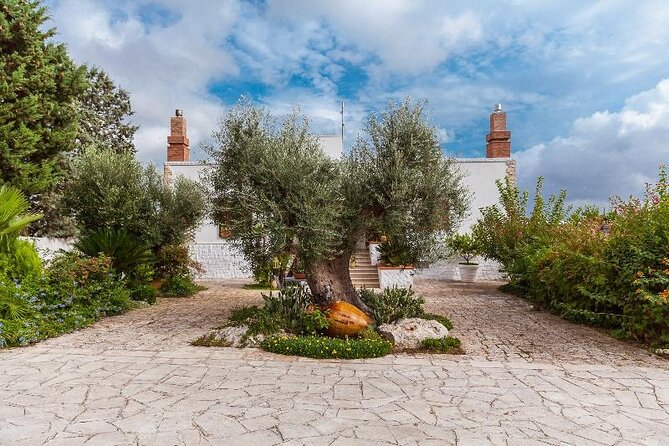 Visit Olive Grove in Ostuni With Oil Tasting - Activity Details