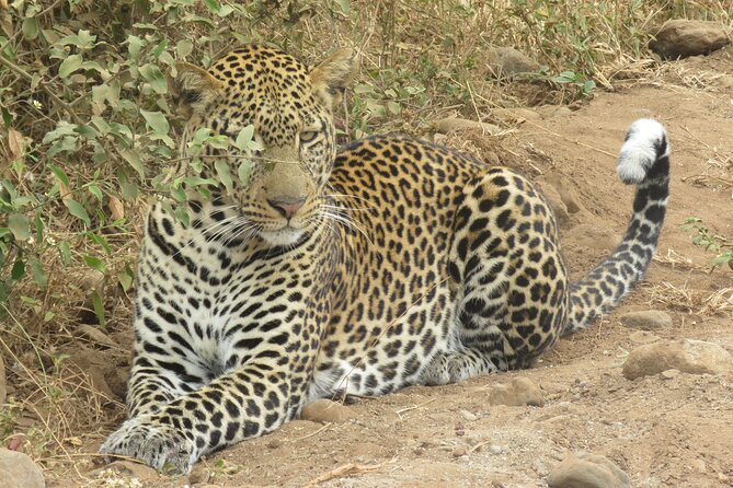 Visit Serengeti | Ngorongoro | Tarangire | Lake Manyara National Park
