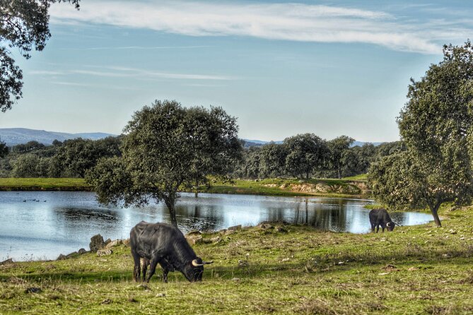 Visit to a Brave Bull Farm in Andalusia - Inclusions and Activities Provided