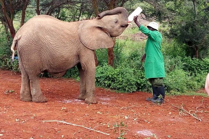 Visiting the Nairobi Elephant Orphanage Tours and Tickets - Tour Details