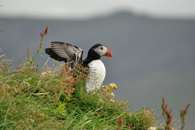 Volcanic Vistas & Puffin Paradise ATV Tour - Tour Overview