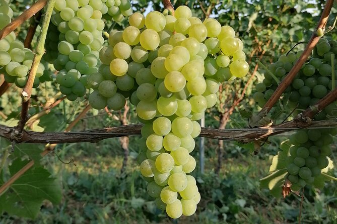 Walk in the Vineyard With Tasting - Booking Information and Policy