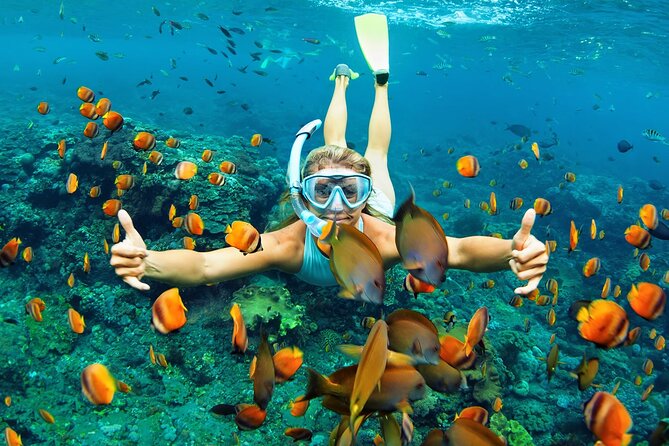 Wasini Dolphin Snorkeling - Details