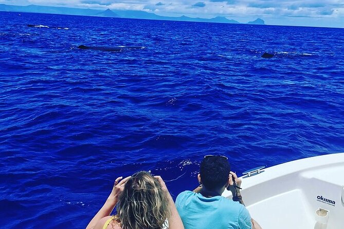 Whale Dream Ltd - Whale Watching and Swim With Dolphins - Tour Details