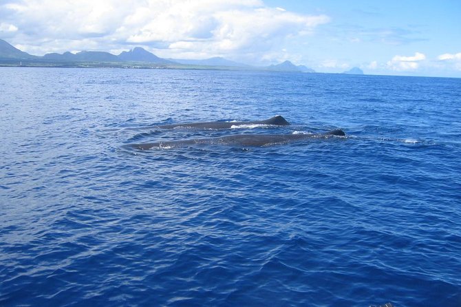 Whale Watching - Exclusivity - Unmatched Privacy and Comfort