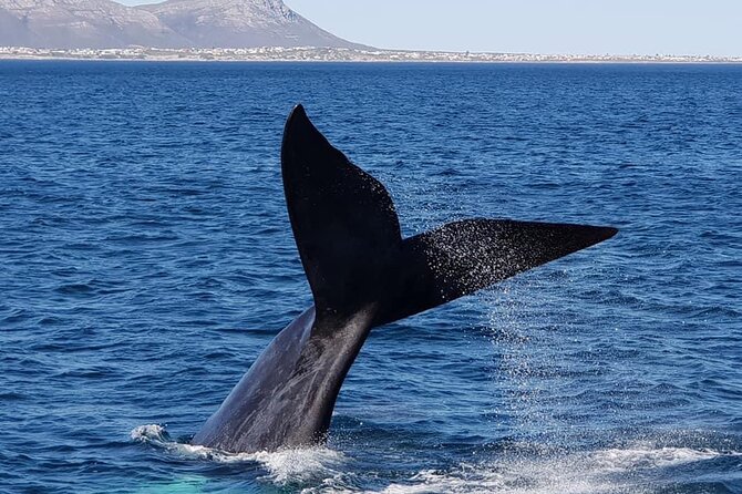 Whale Watching in Hermanus: Must-Do Activity in Cape Town, SA - Tour Details