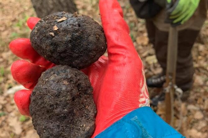 Wild Abruzzo Lands Trufflehunting Winetasting Cookingclass Experience From Rome - Logistics