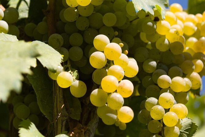 2 Best Wine Tours in Santagata De Goti