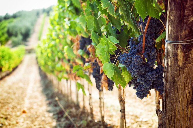 Wine Tasting in the Vesuvius National Park - Inclusions