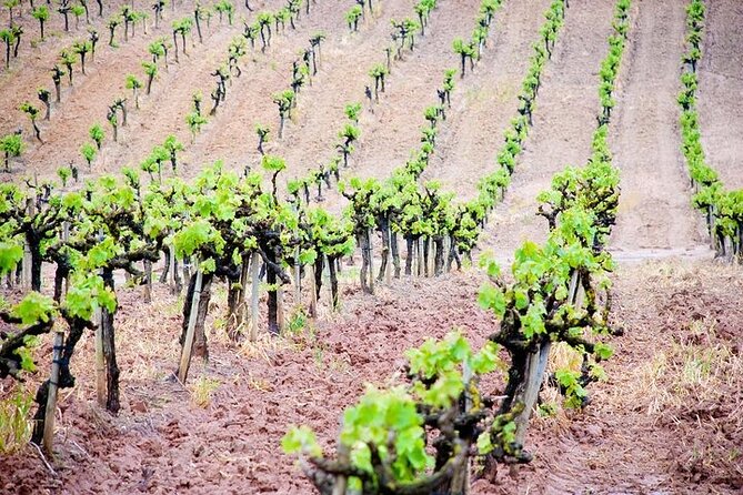 Wine Tour in Azeitão and Setúbal With Arrábida Beaches - Tour Highlights