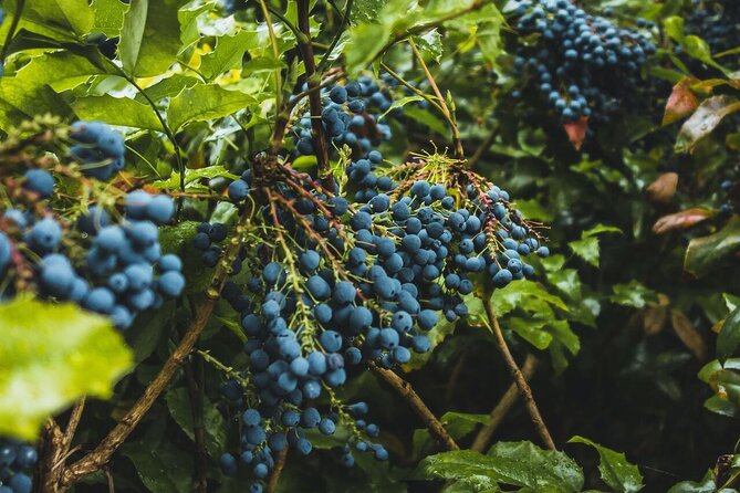 Wineries and Heritage of Areni Walking Tour
