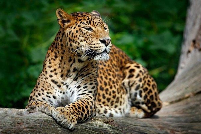 Yala National Park Safari From Hambantota Seaport