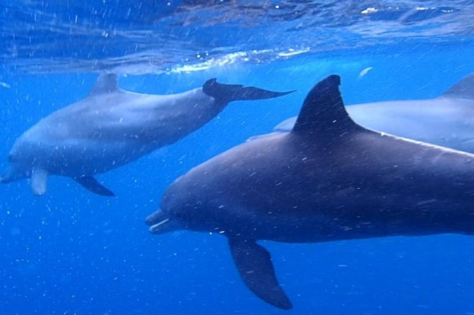 Zanzibar Dolphin Tour Unforgettable Experience! - Inclusions and Exclusions