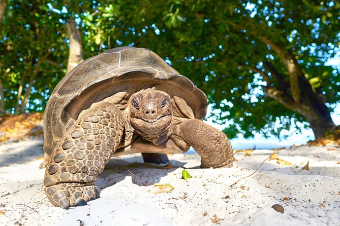 Zanzibar Prison Island Tour; Jozani Forest; Kuza Cave; Paje Beach; The Rock