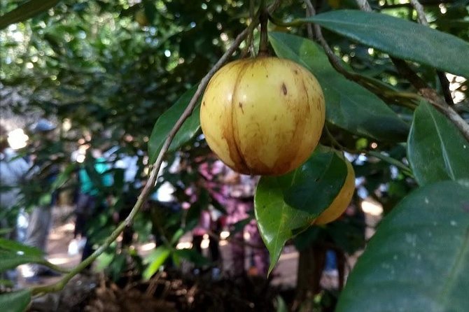 Zanzibar Spice Farm Tour - Tour Details