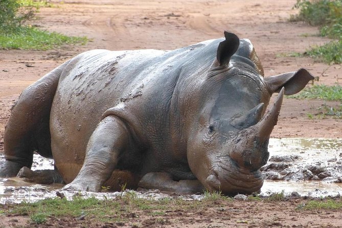 Zziwa Rhino Sanctuary Walking Safari - Inclusions and Transport
