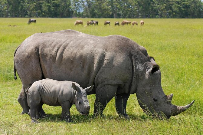 1Day Tour Nairobi Park ,Giraffe Center,Karen Blixxen Guided Tour - Good To Know