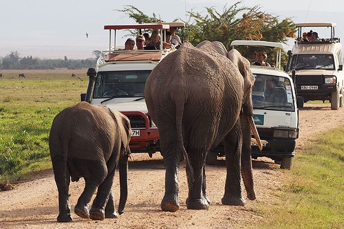 2-Day All Inclusive Safari to Amboseli National Park From Nairobi