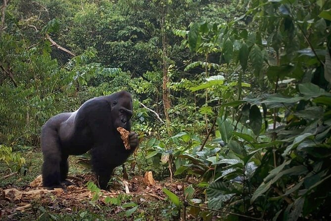 2 Day Guided Wildlife Spotting in the Ngoyla Faunal Reserve - Location and Pricing