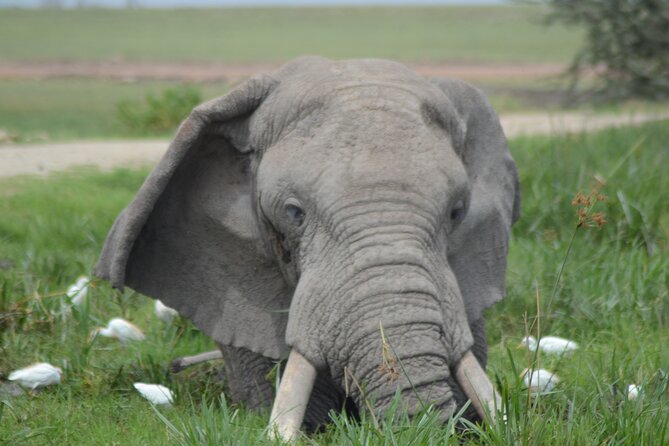 2-Day Safari to Tsavo East and Taita Hills From Diani Beach - Good To Know