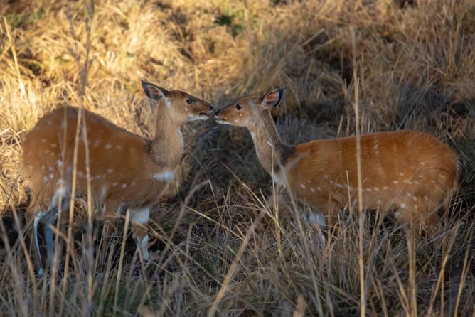 2 Day Selous Wildlife View + Boat + Bushman Walking Safaris - Good To Know