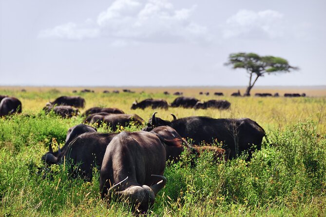 2-Day Tanzania Safari Extension After Kilimanjaro Trek - Good To Know