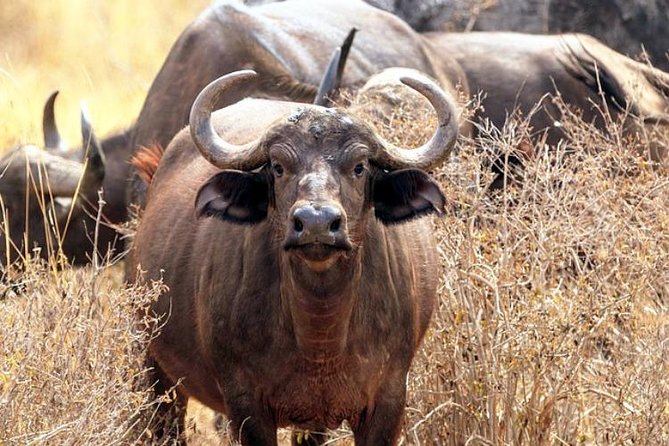 2-Day Tsavo East NP Joining Safari - Good To Know