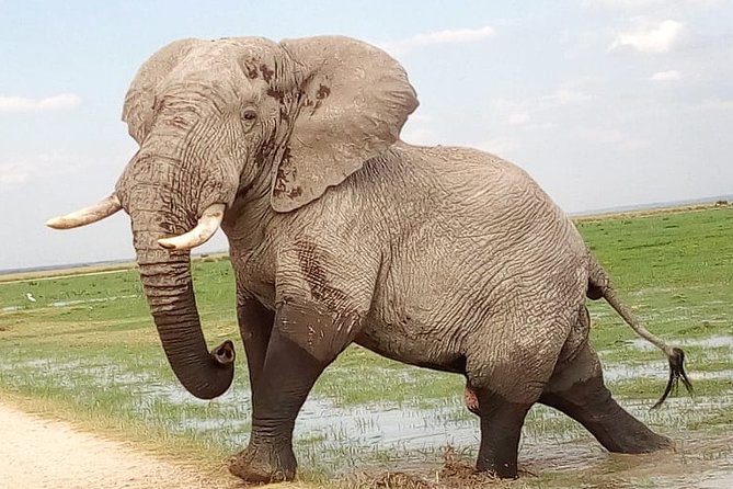 2-Day Tsavo National Park Private Safari From Mombasa - Good To Know